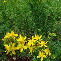 Hypericum perforatum